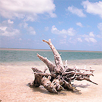 Driftwood on Boca Chita