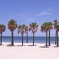Palm trees on Key Biscayne Beach
